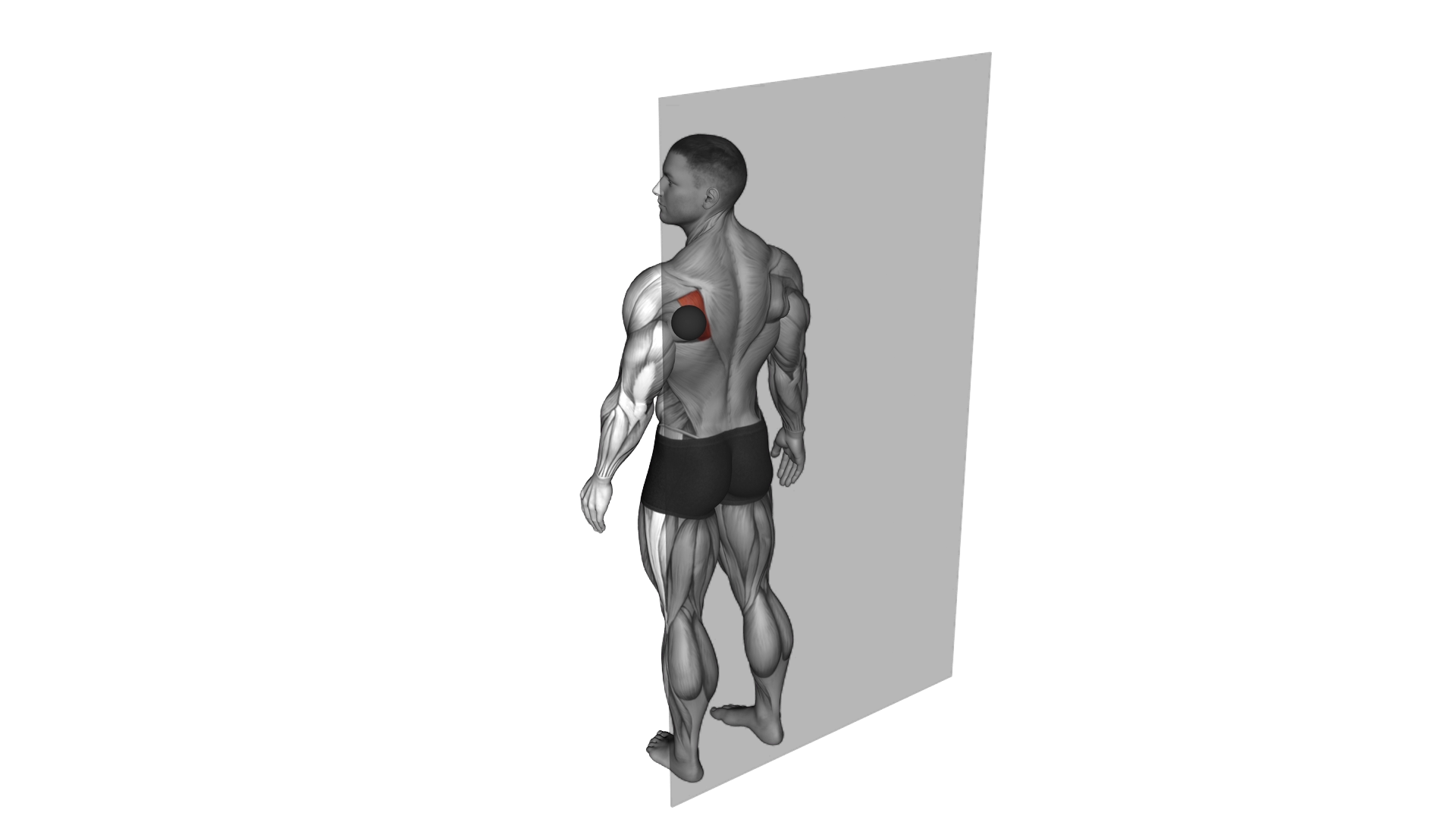 Roll Ball Infraspinatus Stretch exercise demonstration