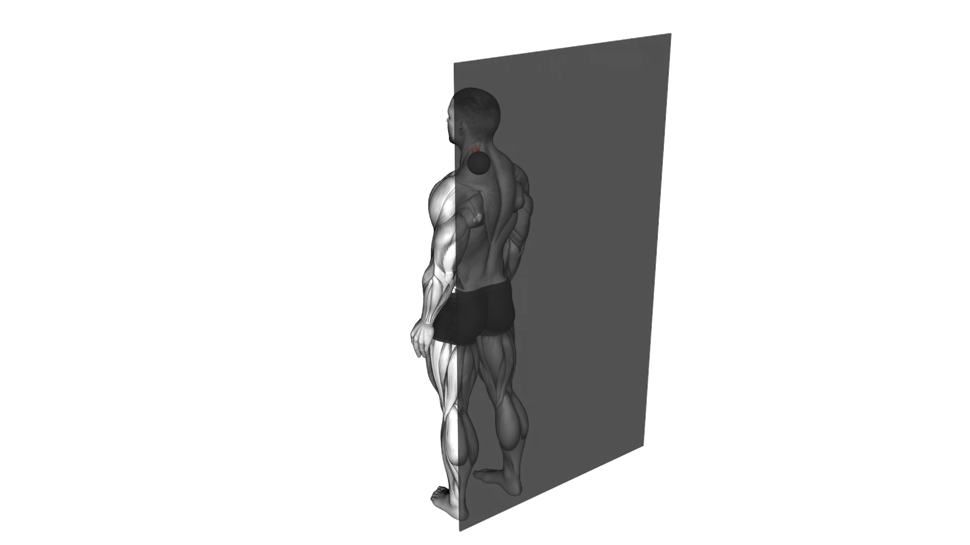 Roll Ball Scapula Levator exercise demonstration