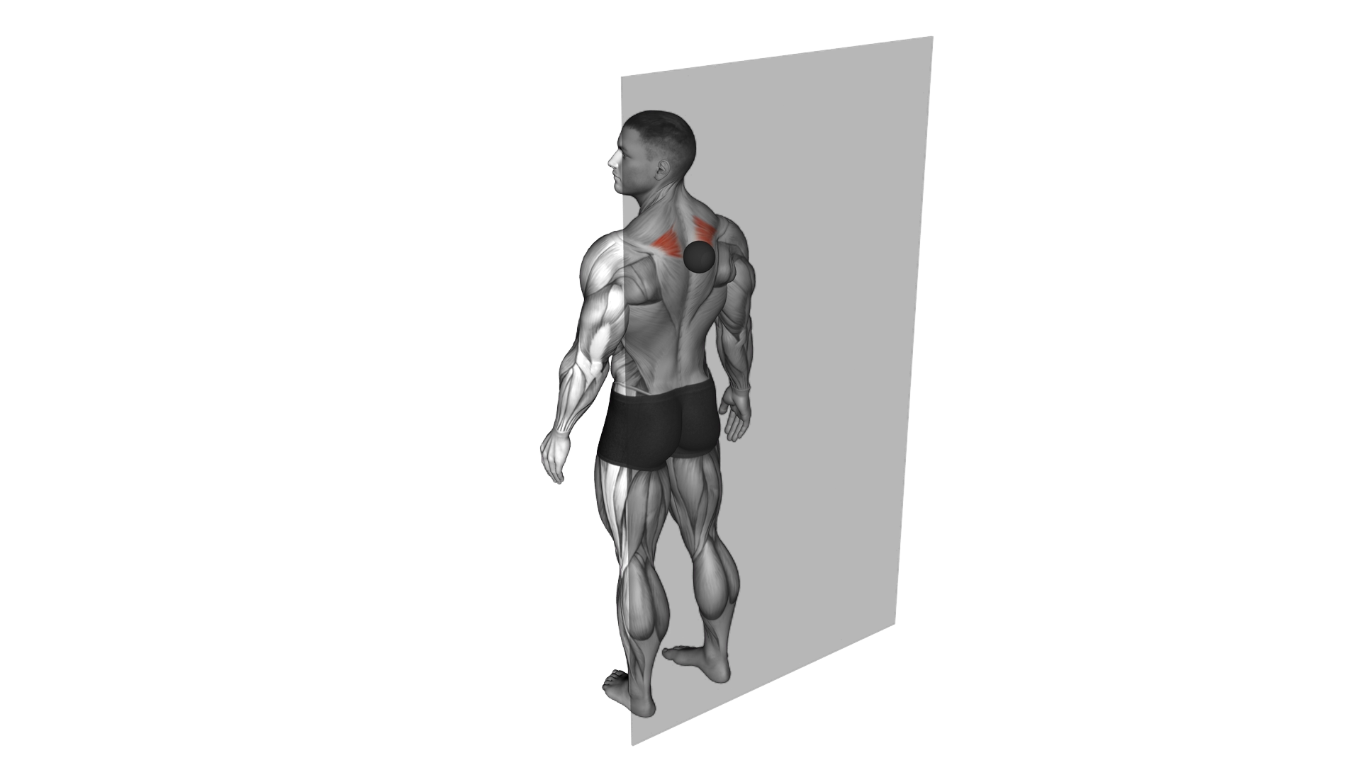 Roll Ball Rhomboid exercise demonstration