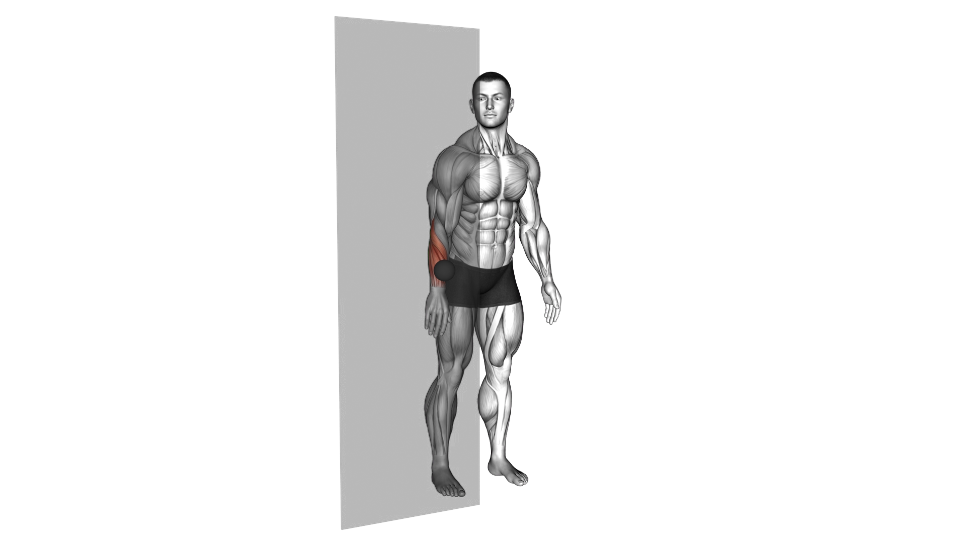 Roll Ball Forearm Extensors exercise demonstration