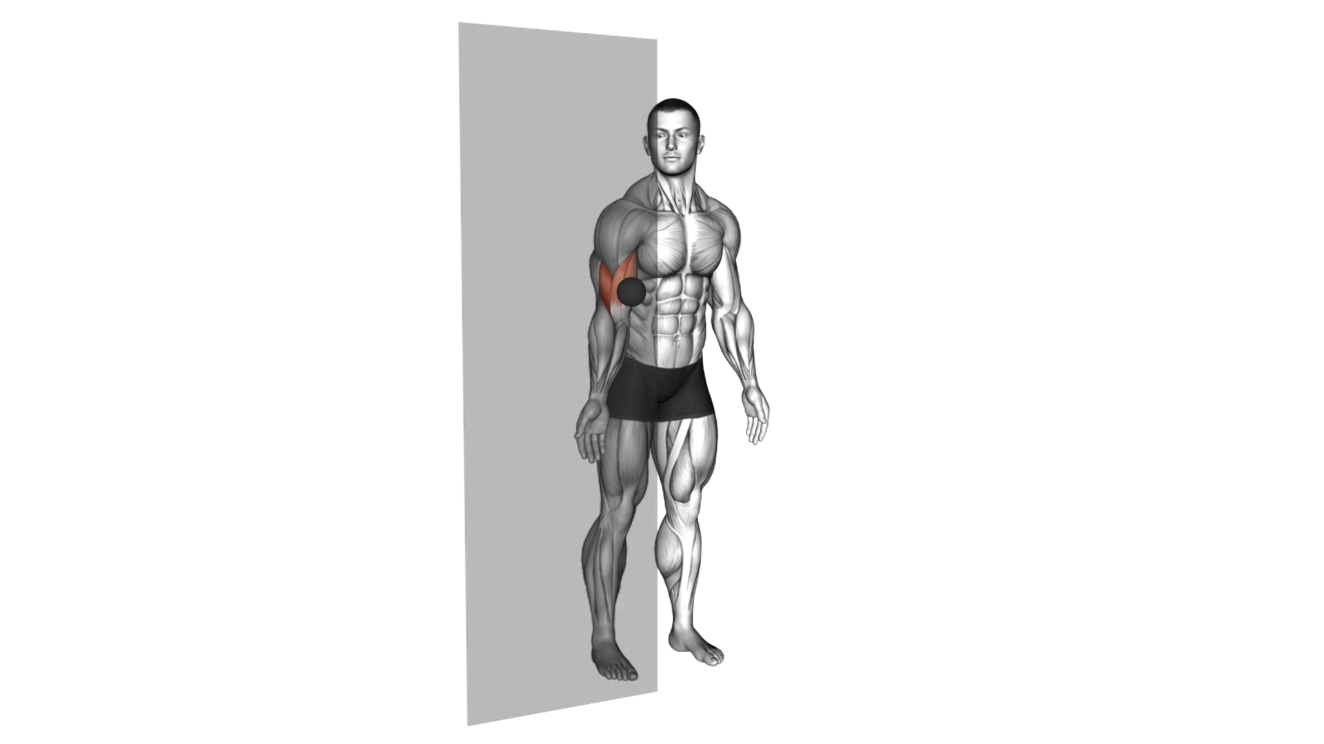 Roll Ball Bicep Brachii exercise demonstration