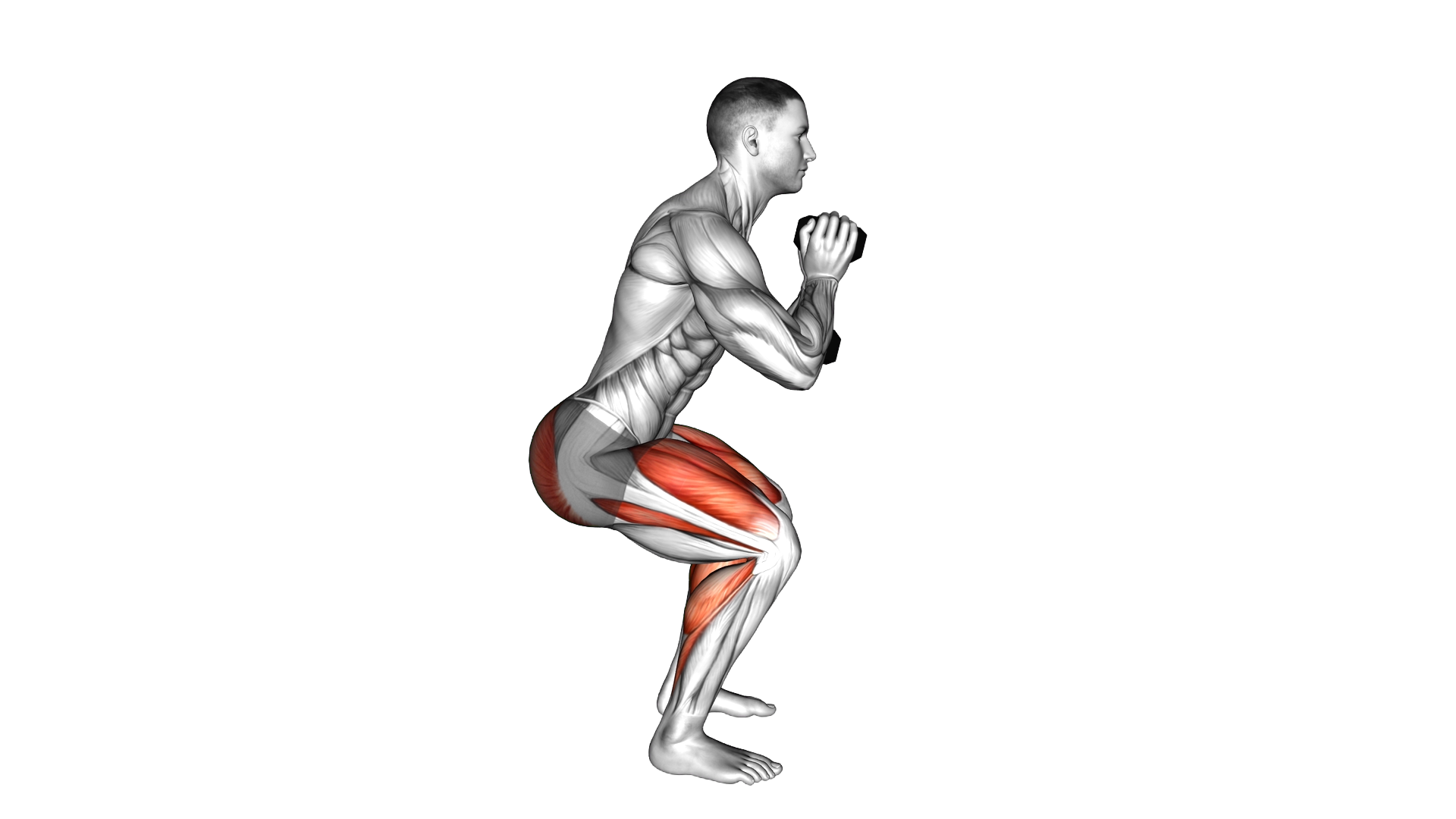Dumbbell Squat Hold Calf Raise exercise demonstration