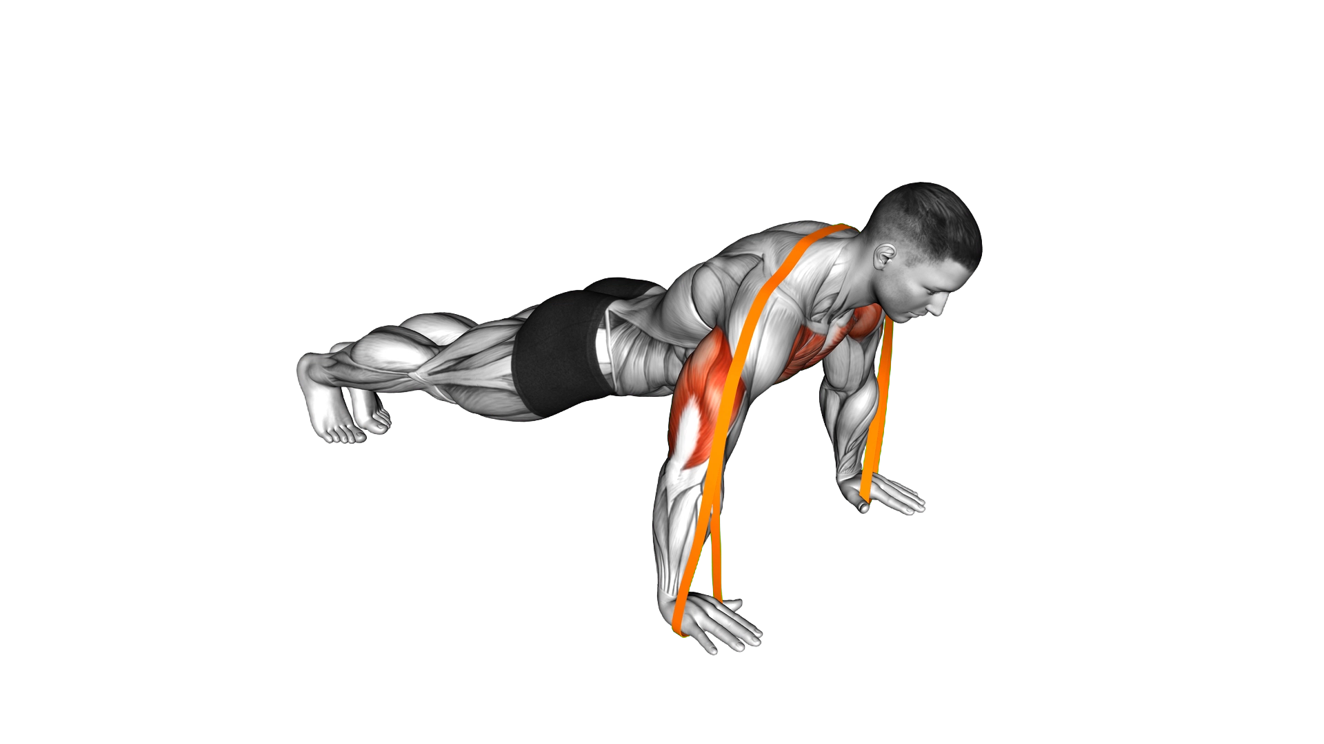 Resistance Band Push Up exercise demonstration