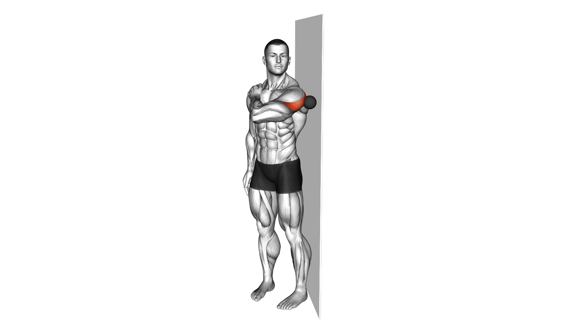 Roll Ball Deltoid Posterior exercise demonstration