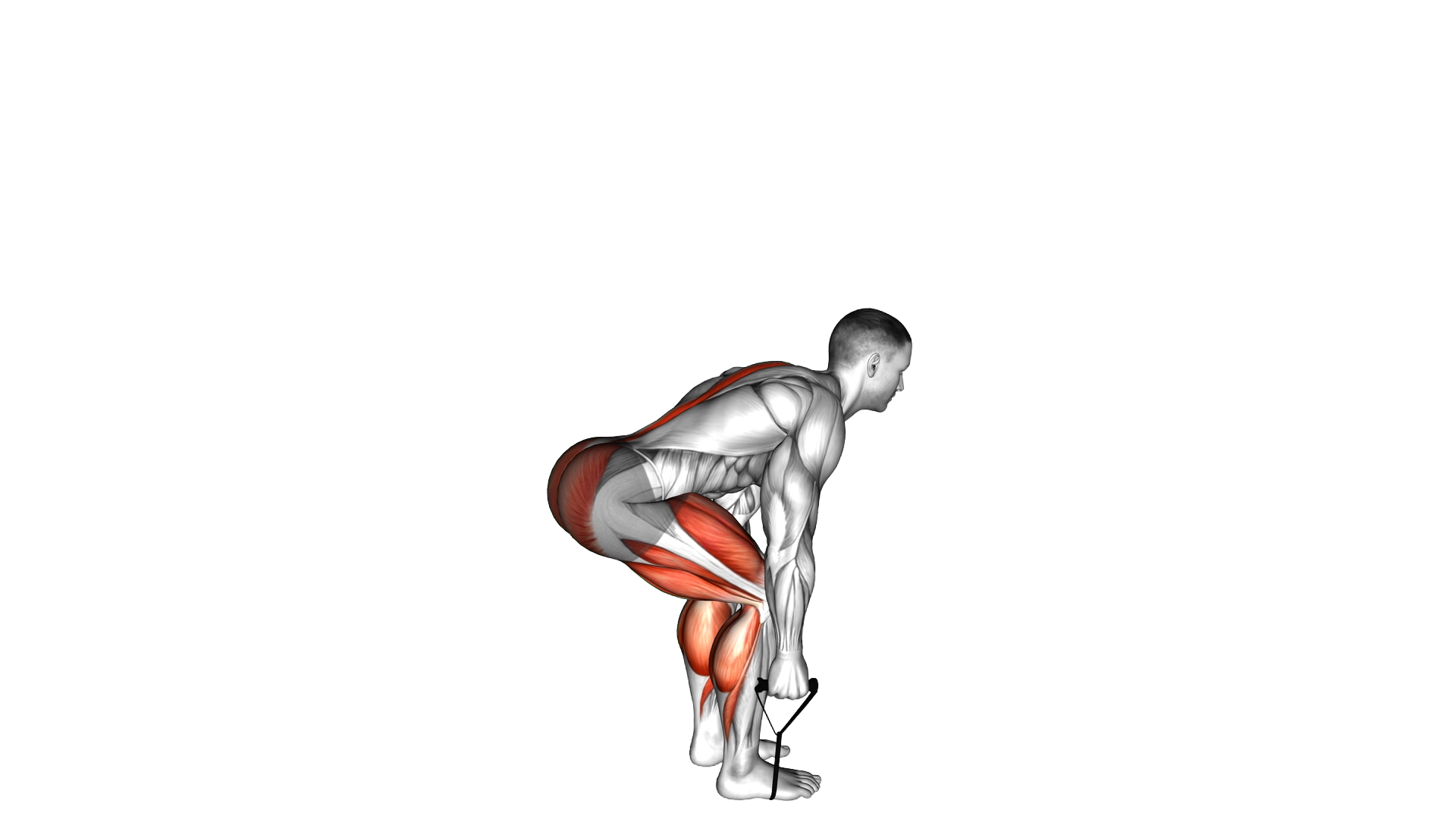 Band Deadlift exercise demonstration