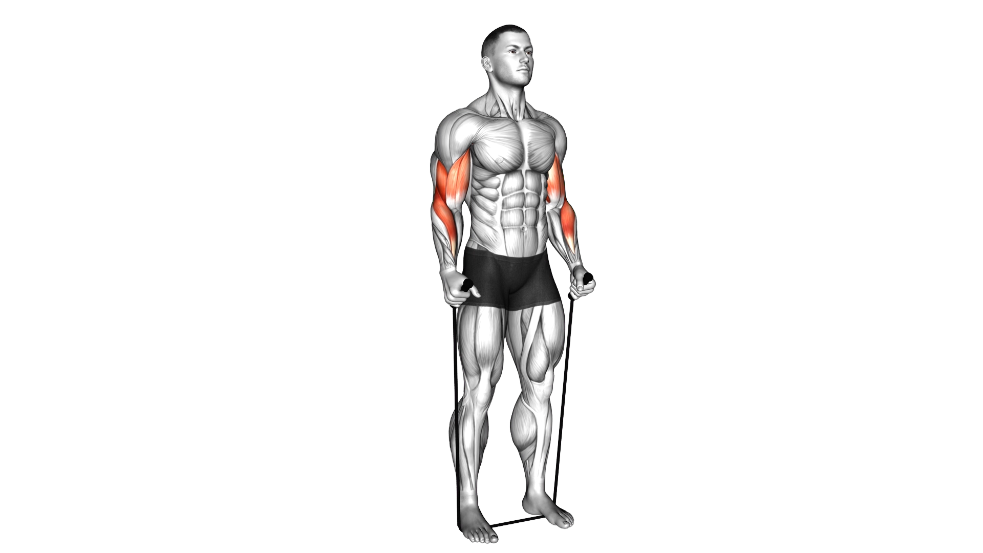 Band Standing Hammer Curl exercise demonstration