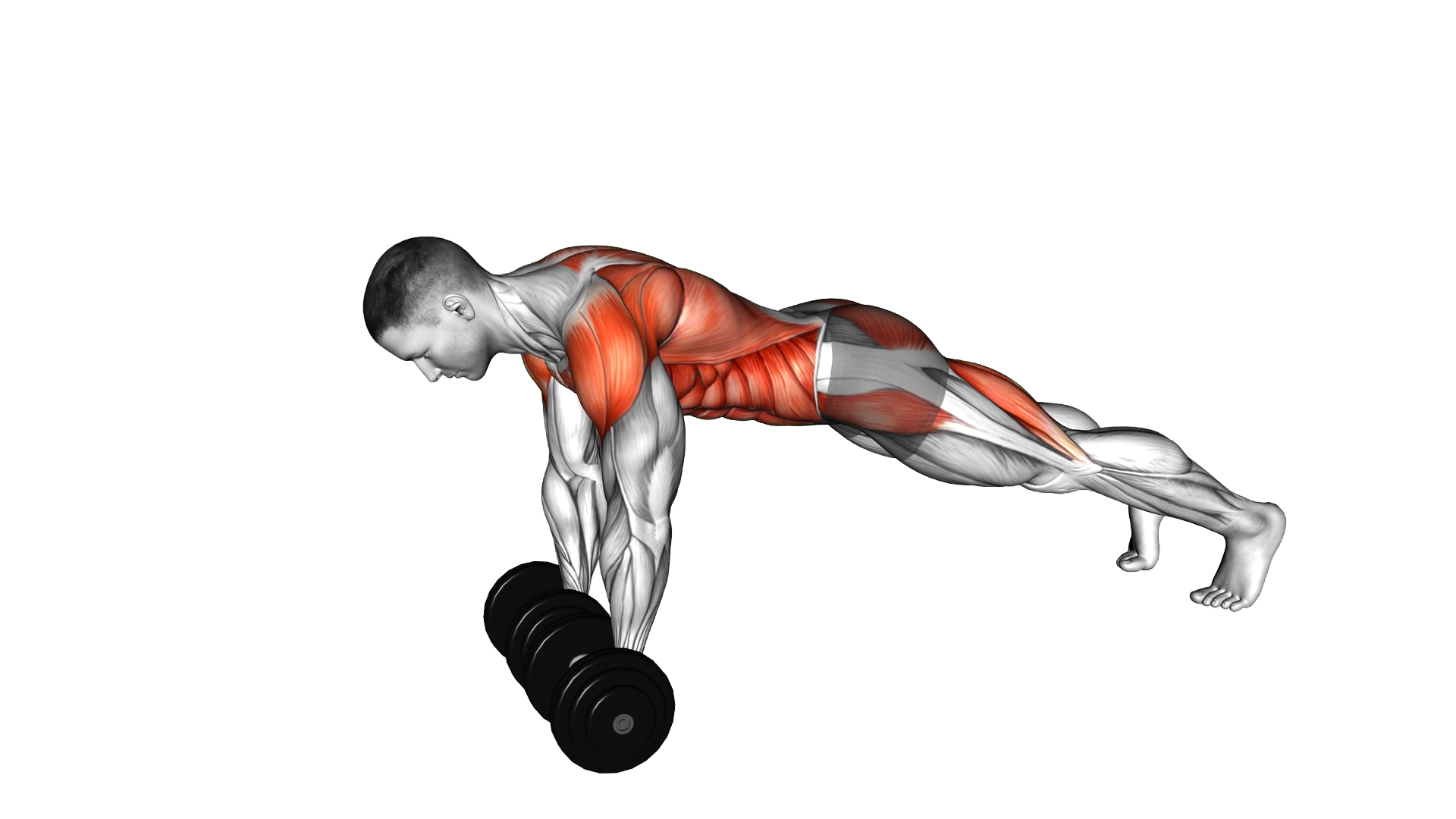 Dumbbell Front Plank Arm Leg Raise exercise demonstration