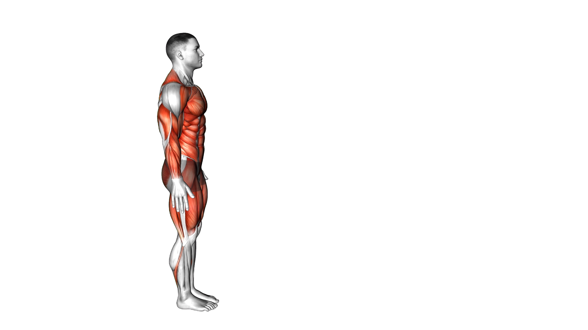 Inchworm exercise demonstration