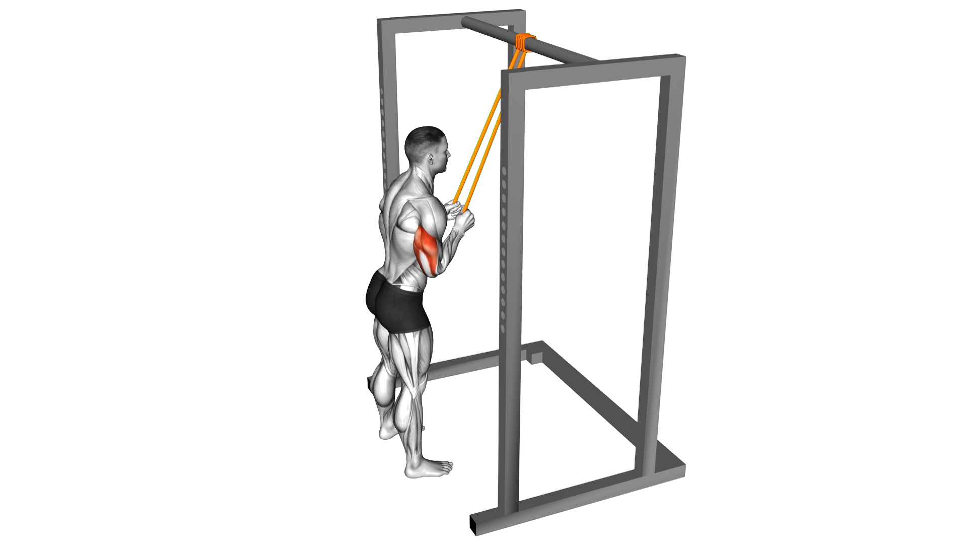Resistance Band Triceps Pushdown exercise demonstration