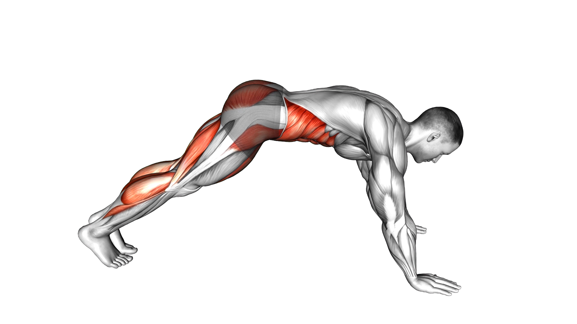 Mountain Climber Walk exercise demonstration