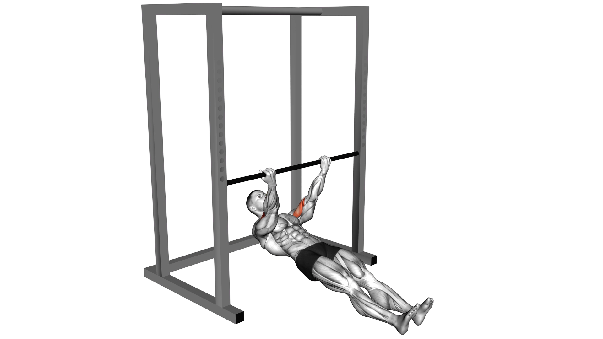 Bar Biceps Curl exercise demonstration
