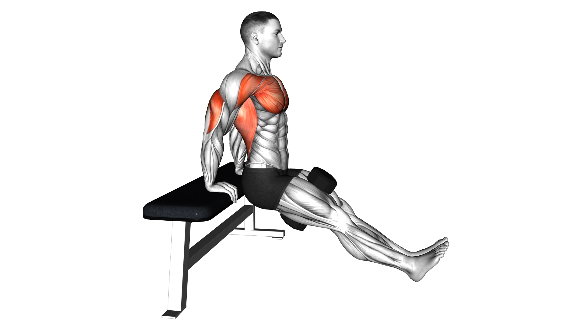 Dumbbell Bench Dip exercise demonstration