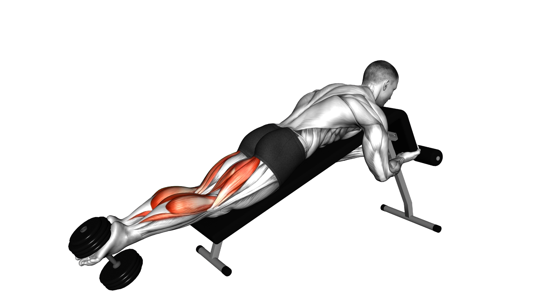Dumbbell Decline Lying Leg Curl exercise demonstration