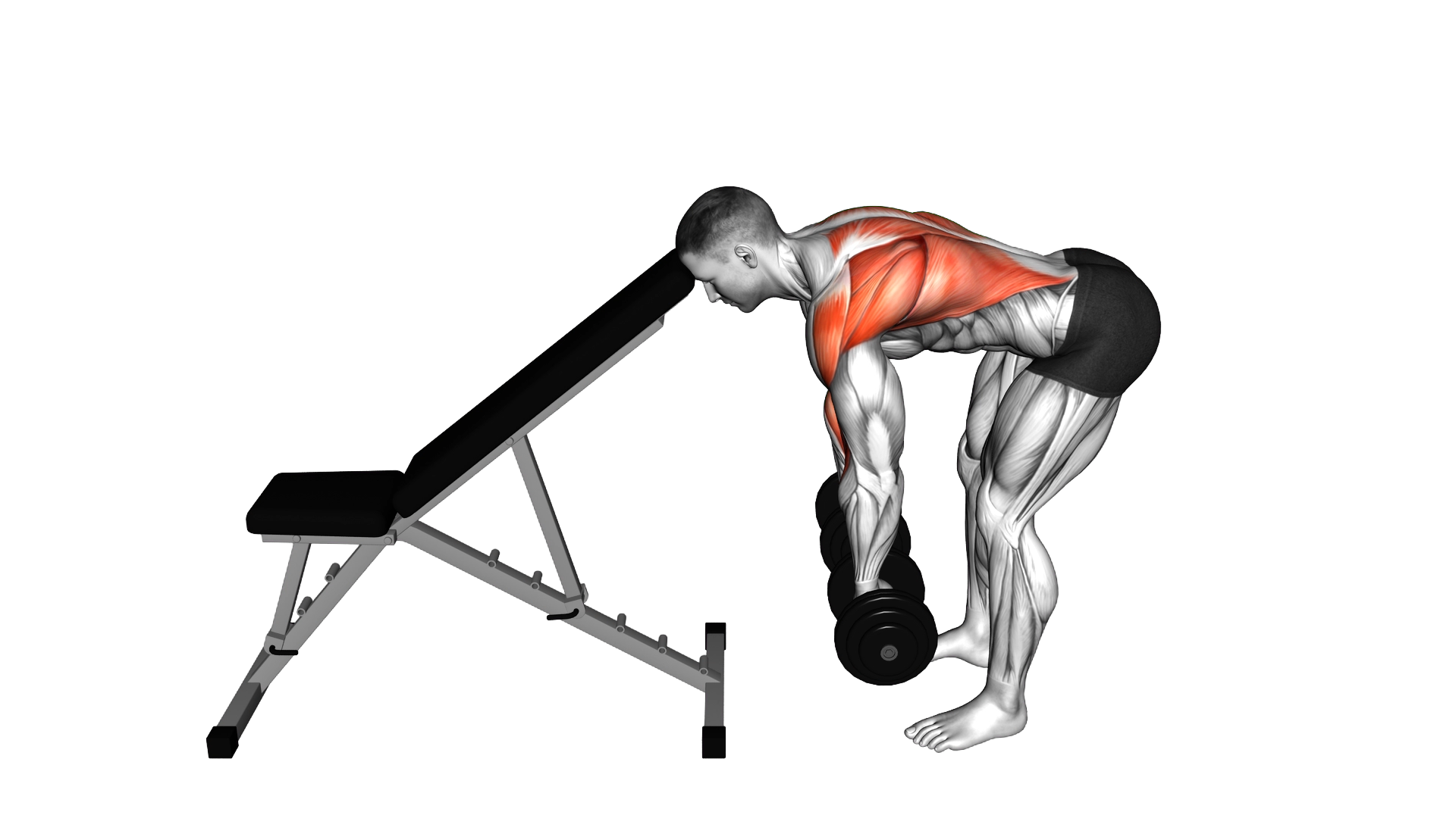 Dumbbell Head Supported Row exercise demonstration