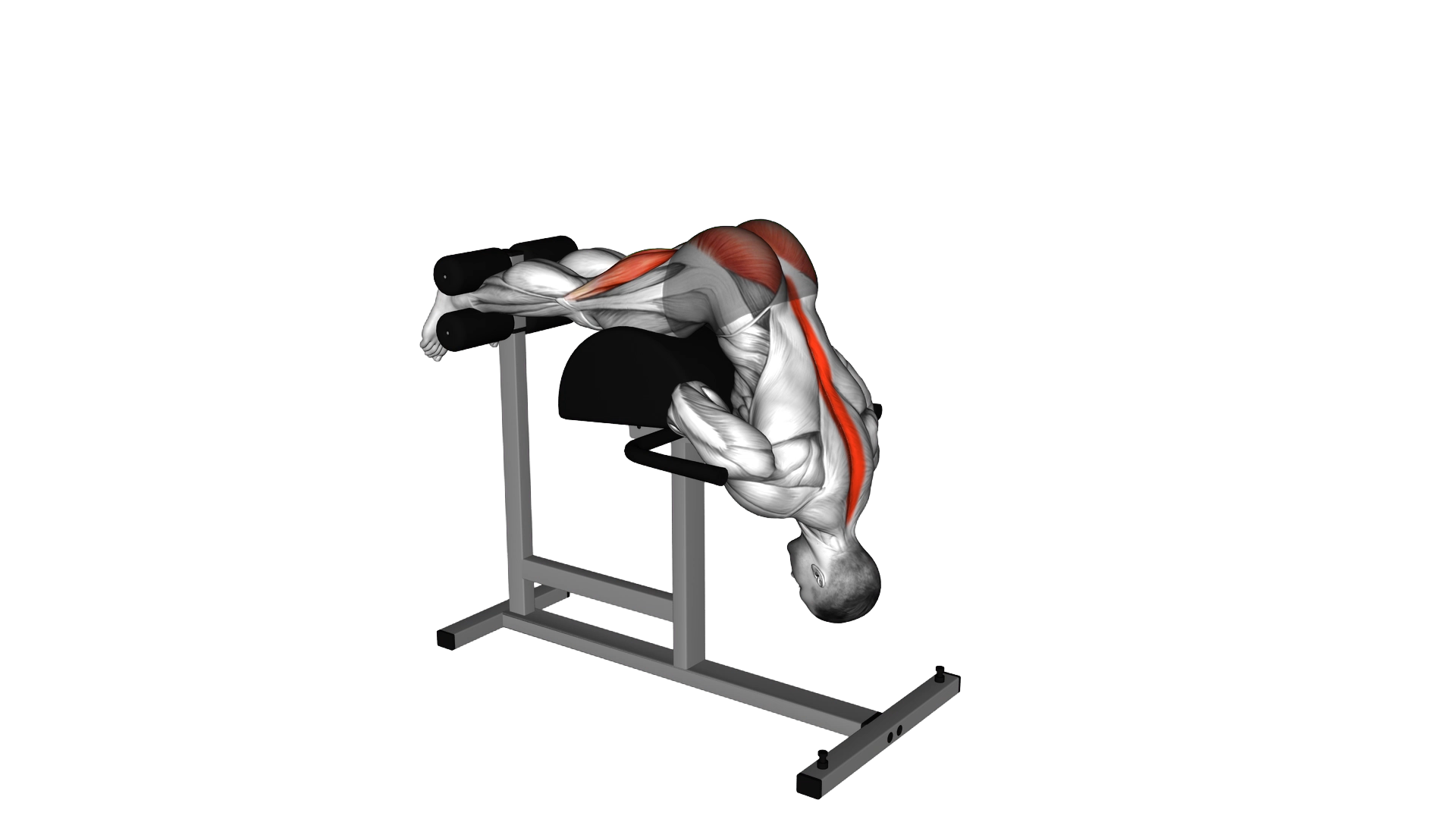 Glute Ham Developer Hip Extension exercise demonstration