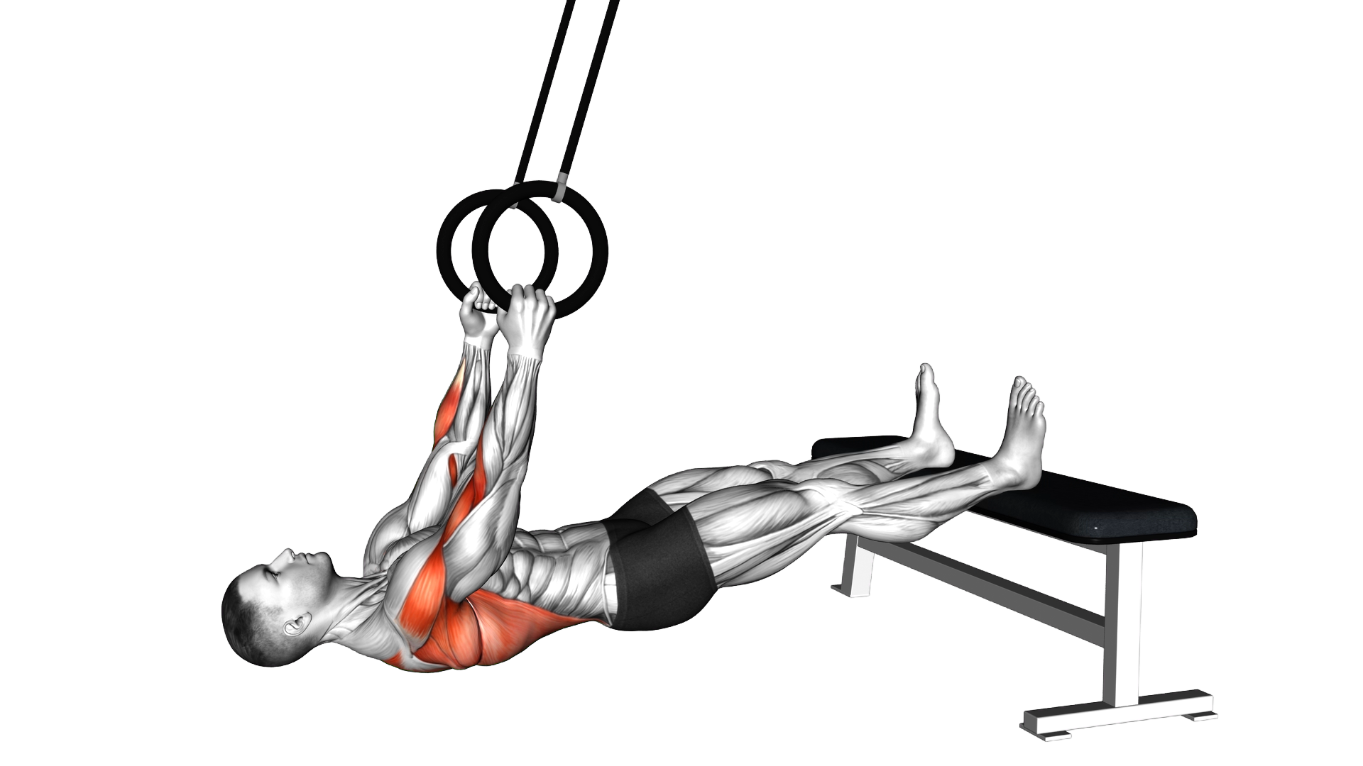 Ring Elevated Row exercise demonstration