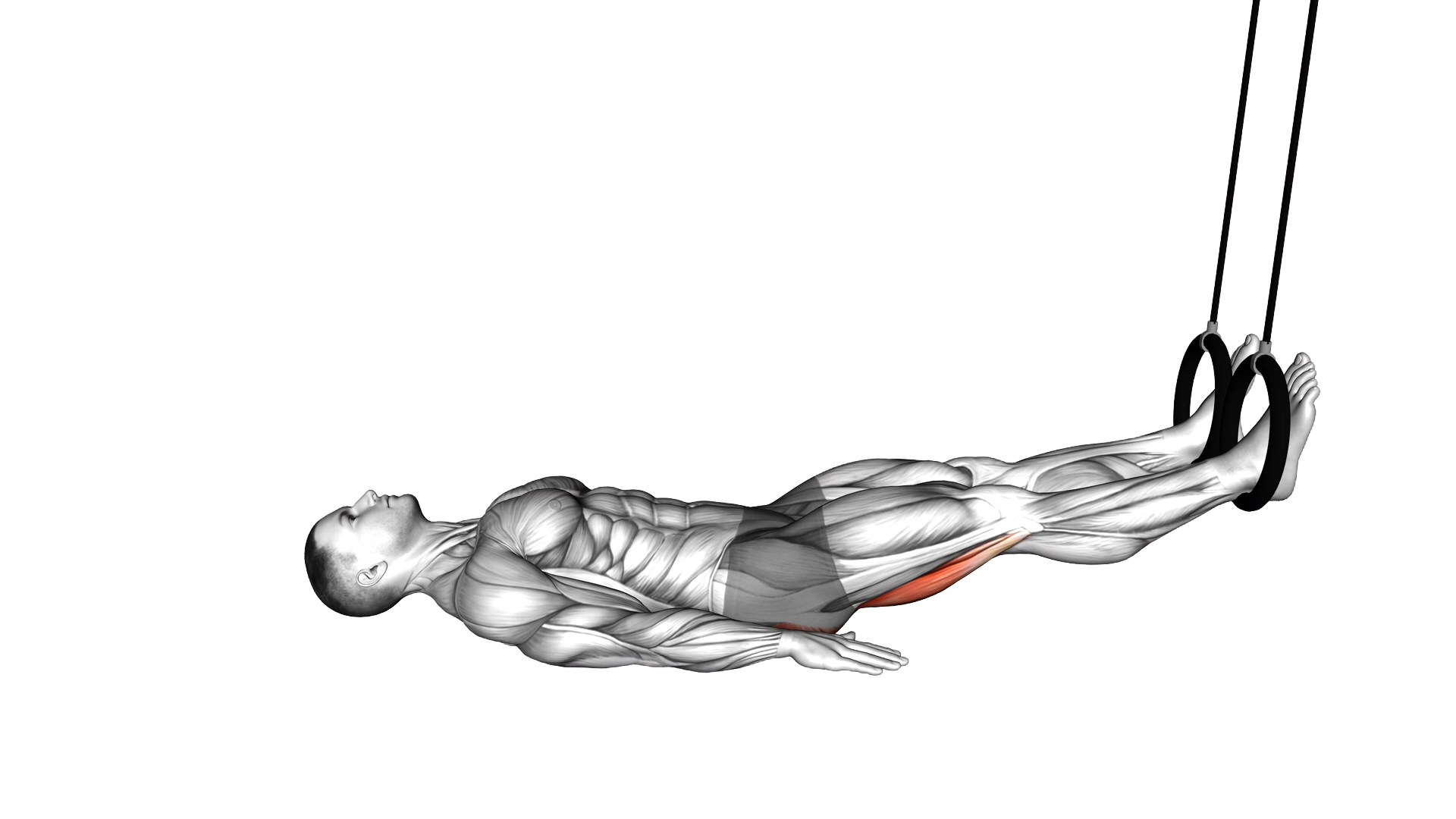 Ring Leg Curl exercise demonstration
