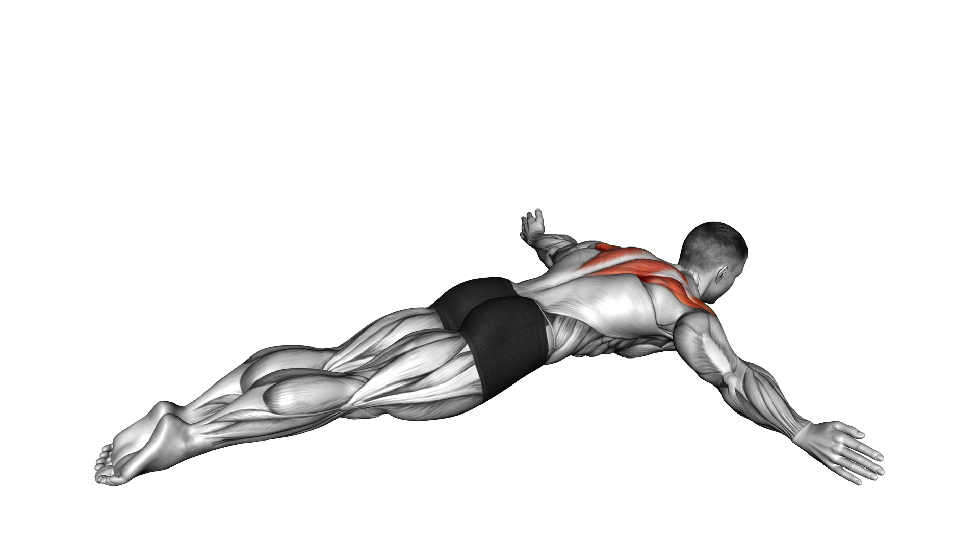 Lying Rear Lateral Raise exercise demonstration