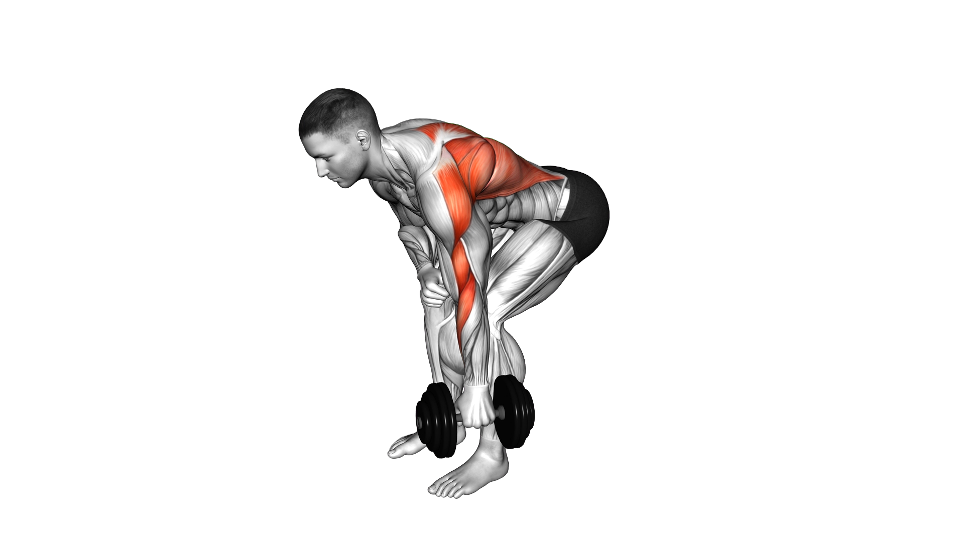 Dumbbell Single Arm Bent Over Row exercise demonstration