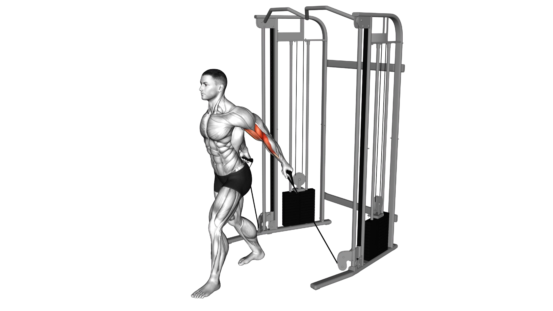 Cable Unilateral Bicep Curl exercise demonstration