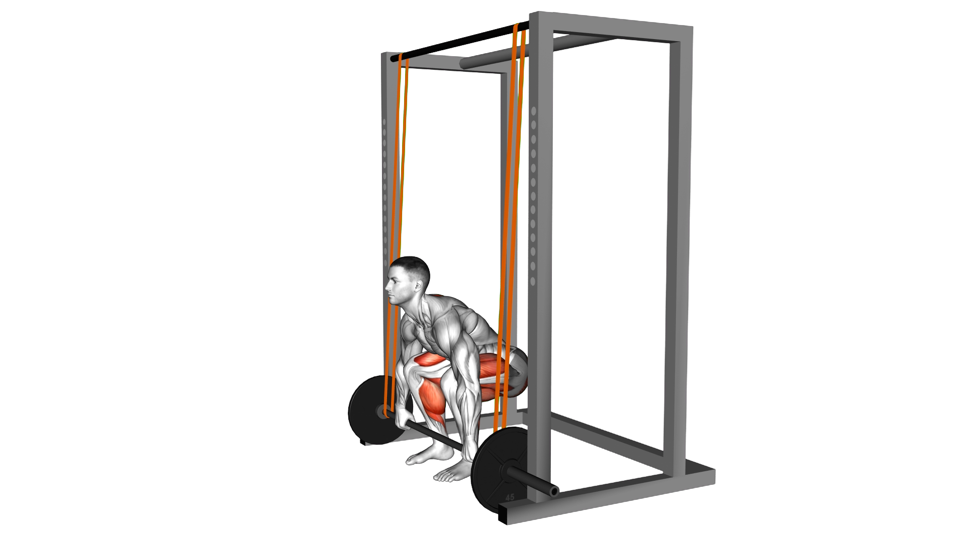 Barbell Band Assisted Deadlift exercise demonstration