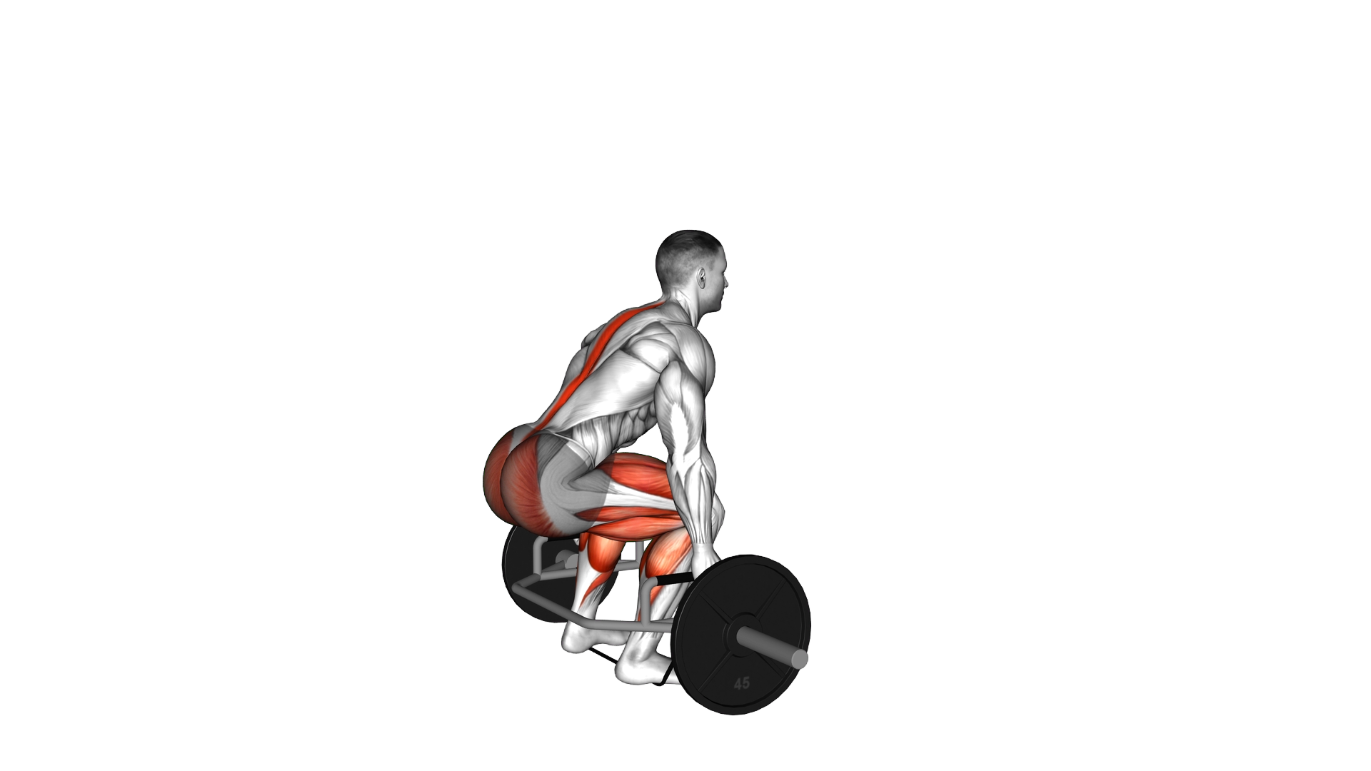 Trap bar Banded Deadlift exercise demonstration