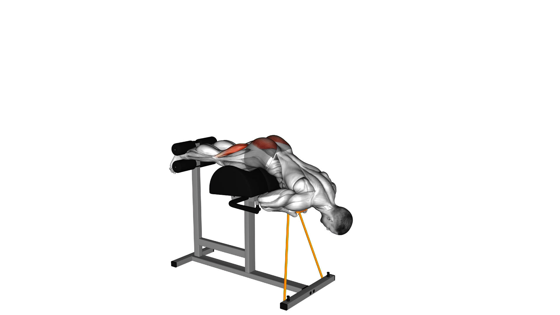Banded Glute Ham Raise exercise demonstration