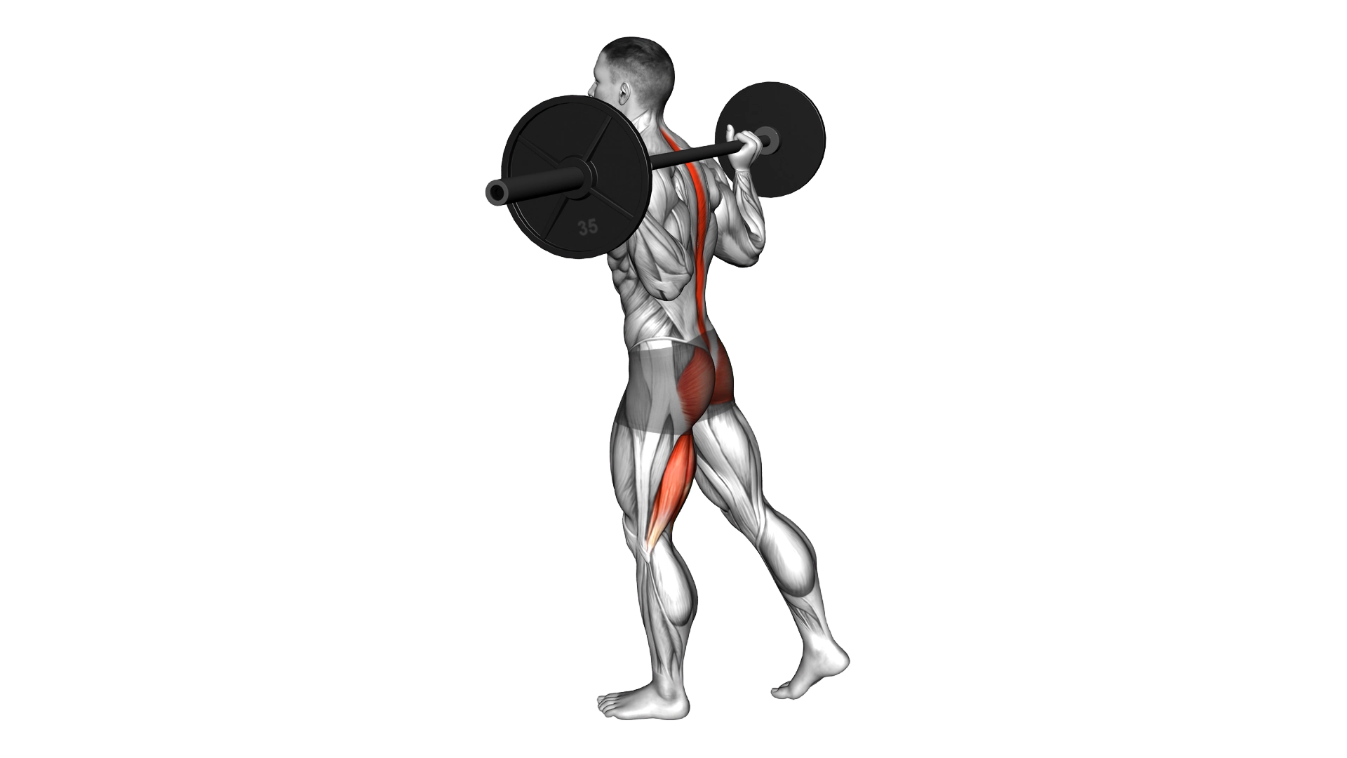 Barbell Single Leg Good Morning exercise demonstration