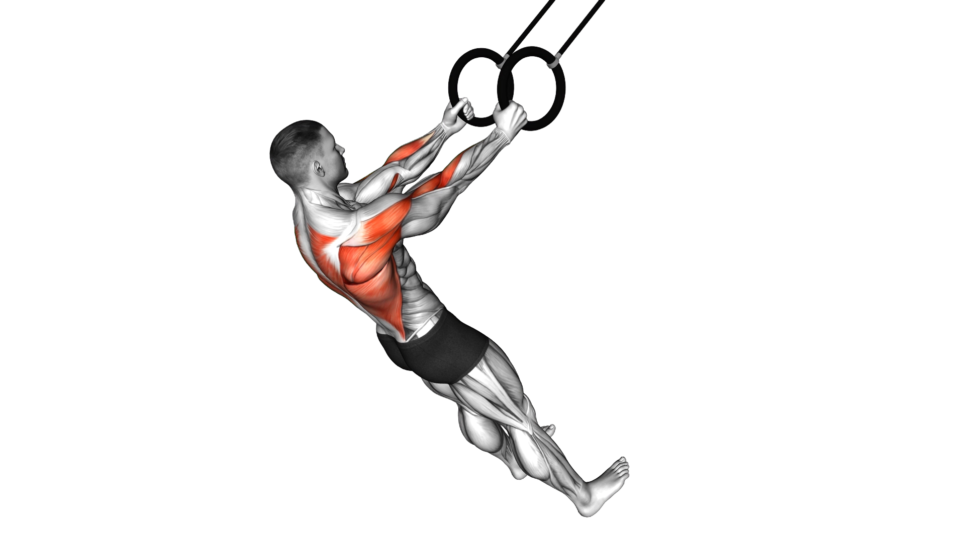 Ring High Row exercise demonstration