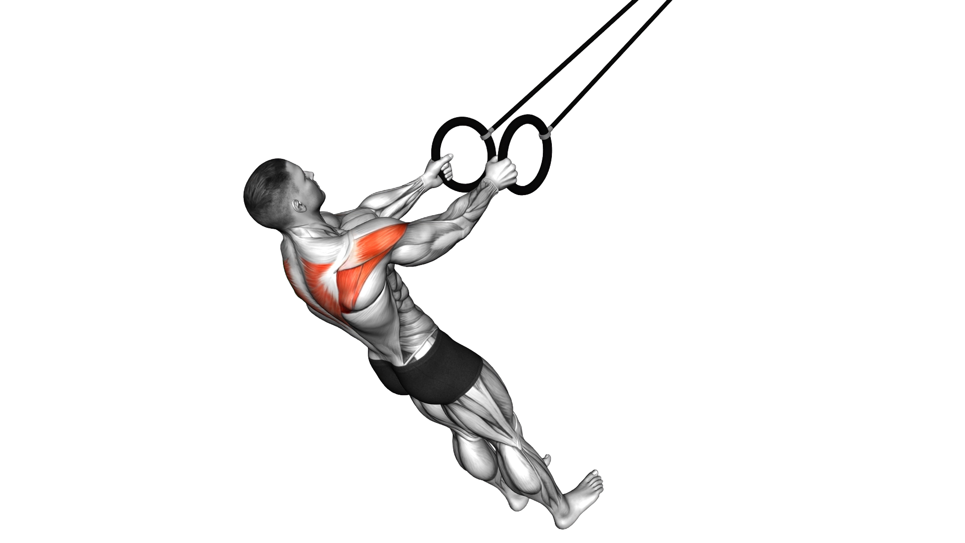 Ring Reverse Fly exercise demonstration