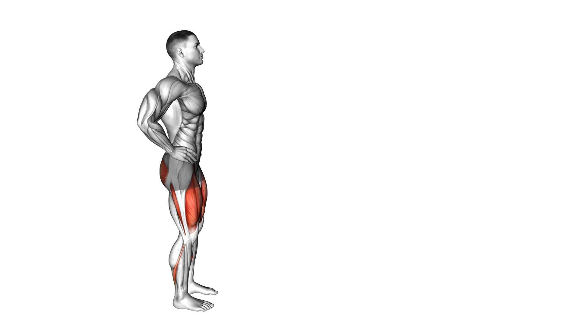 Bodyweight Forward Lunge (Smaller Stance Upright Torso) exercise demonstration