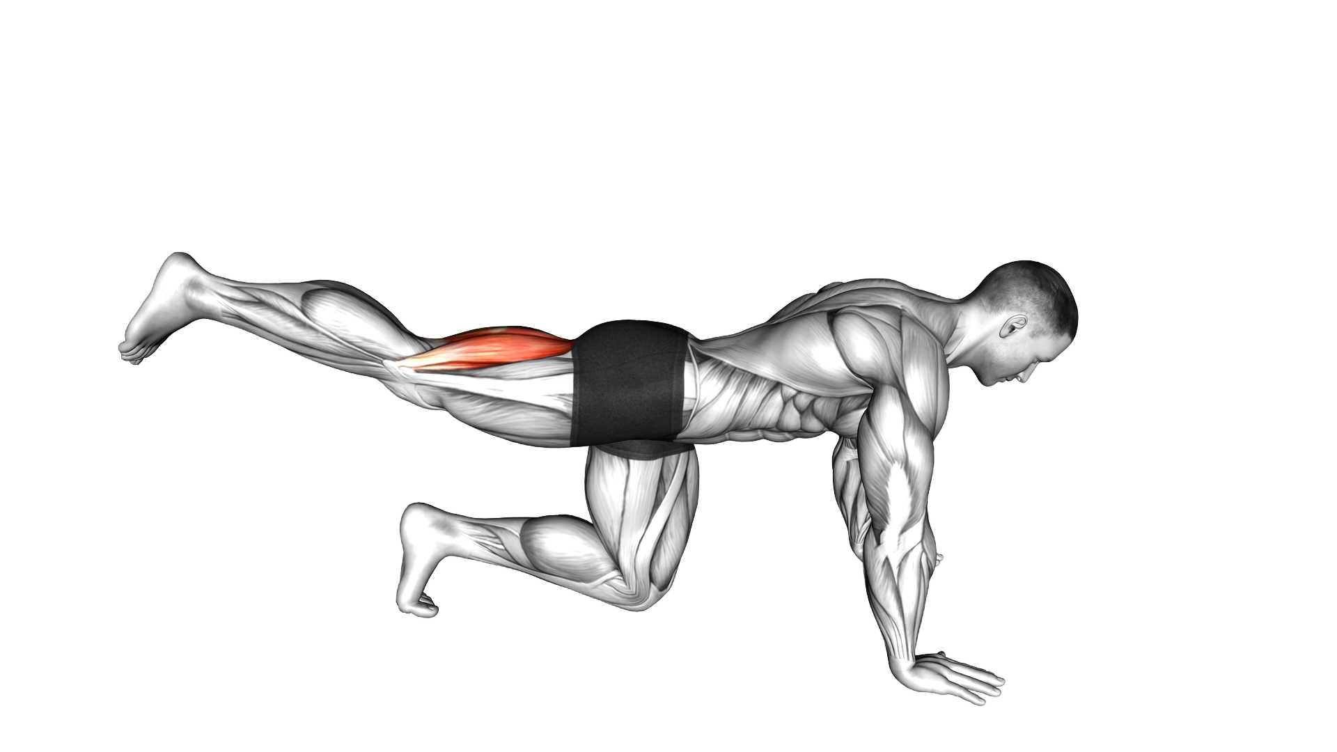 Quadruped Leg Curl exercise demonstration
