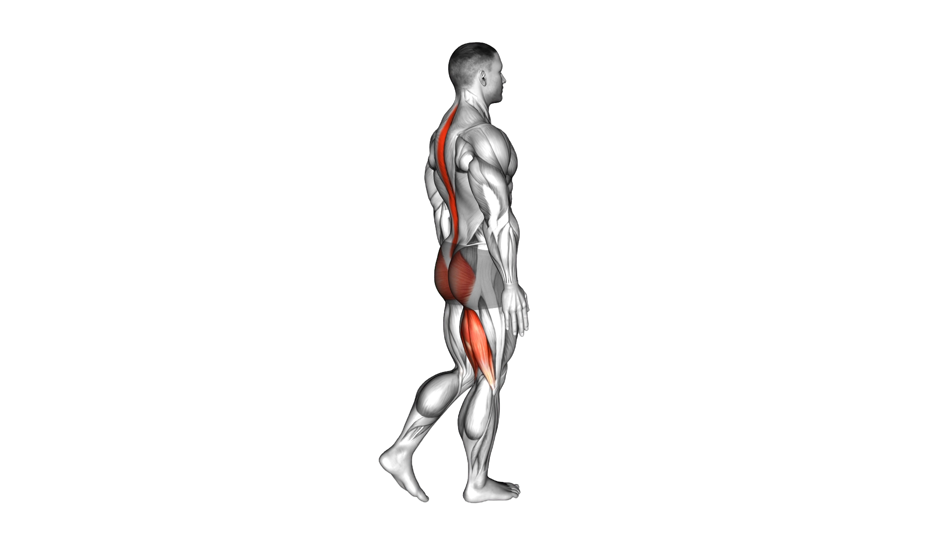 Bodyweight Single Leg RDL exercise demonstration