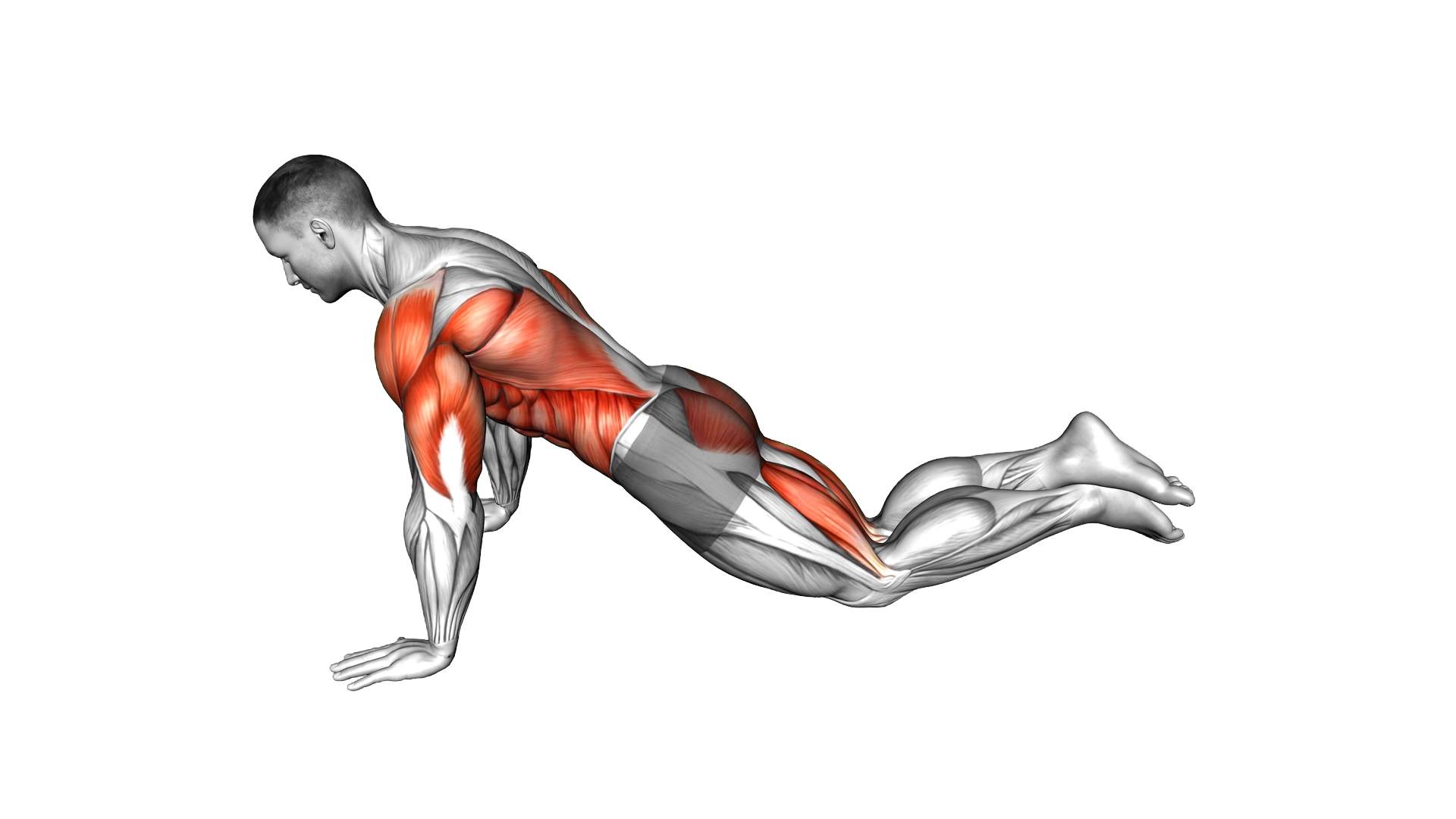 Kneeling Modified Hindu Push up exercise demonstration