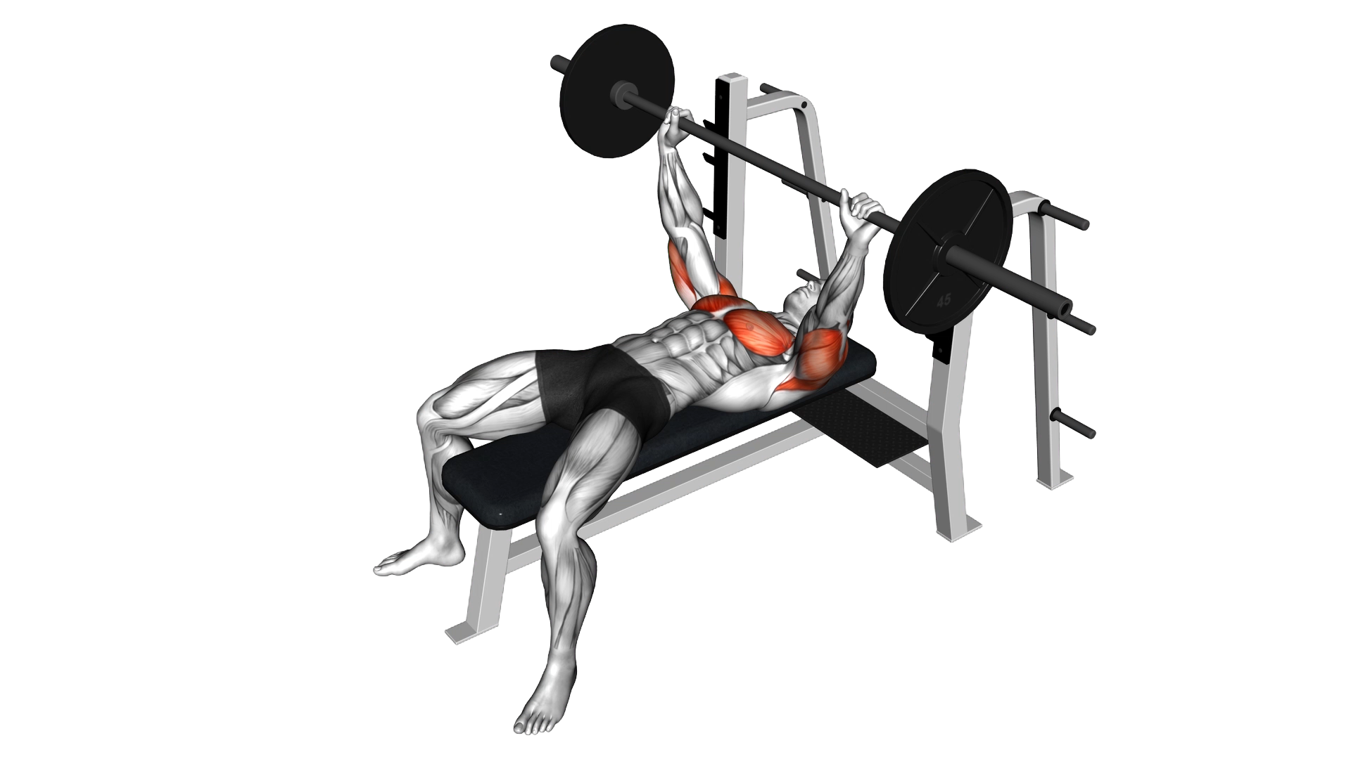 Barbell Pause Bench Press exercise demonstration