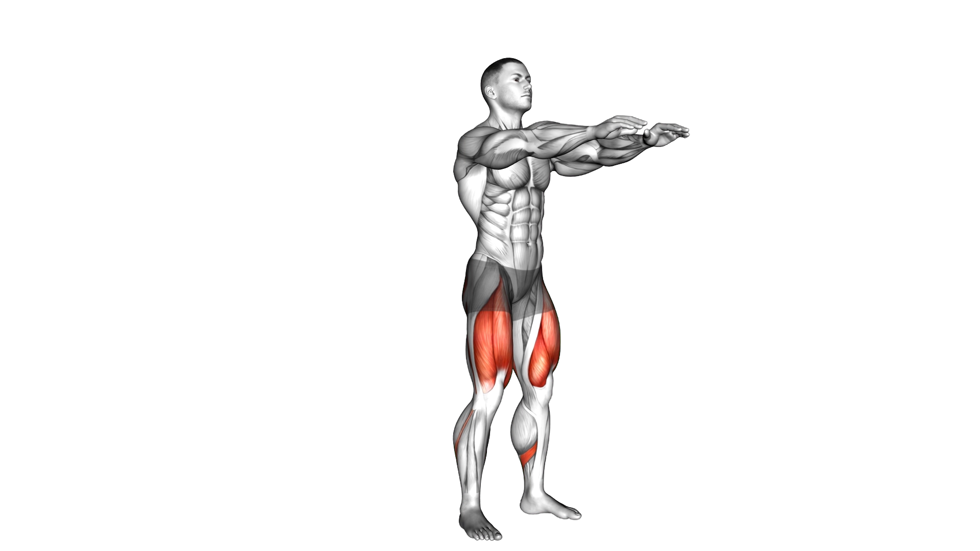 Pause Squat exercise demonstration
