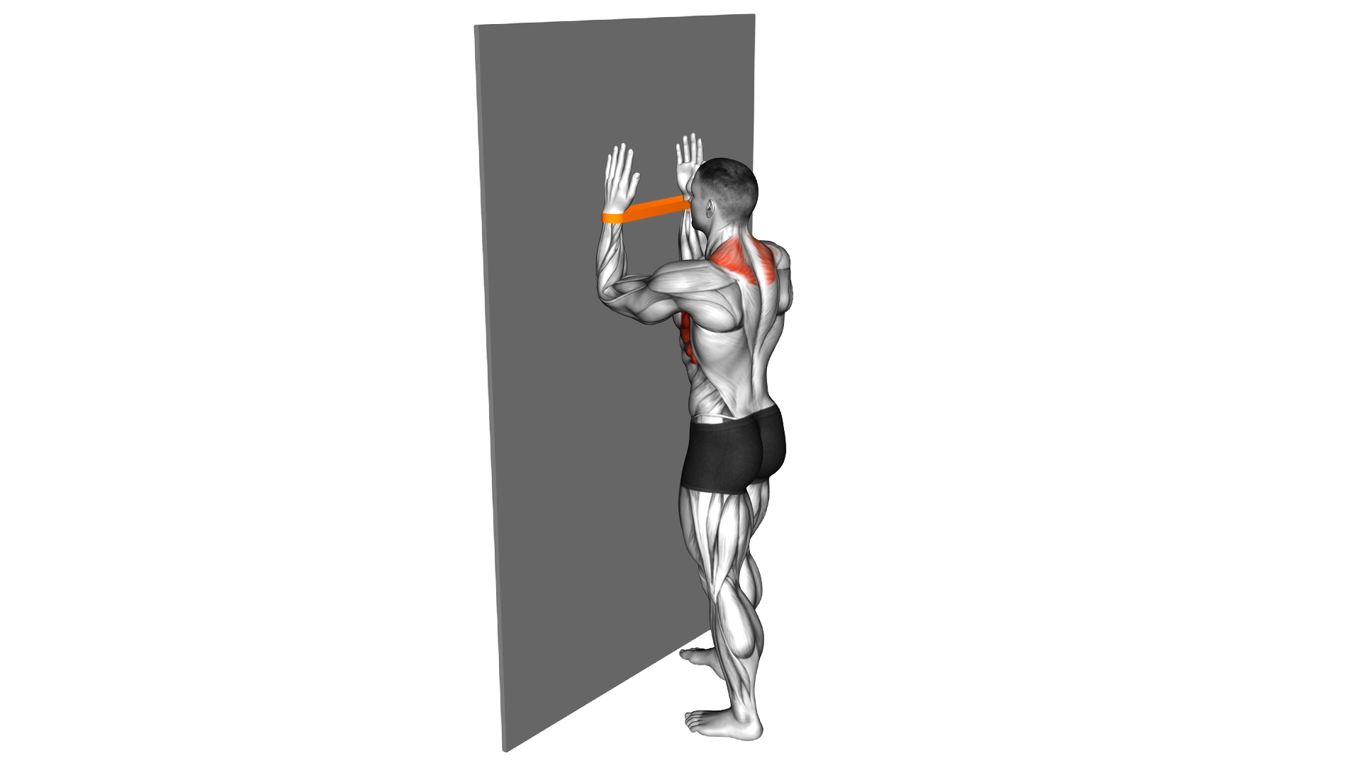 Resistance Band Serratus Wall Slide exercise demonstration