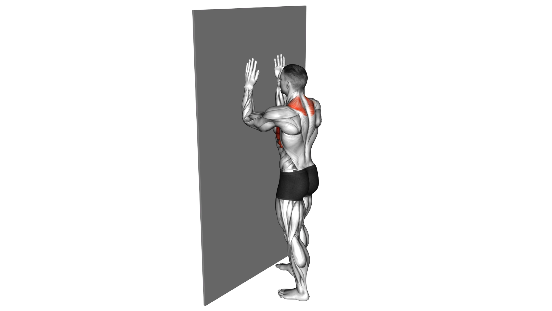 Serratus Wall Slide exercise demonstration