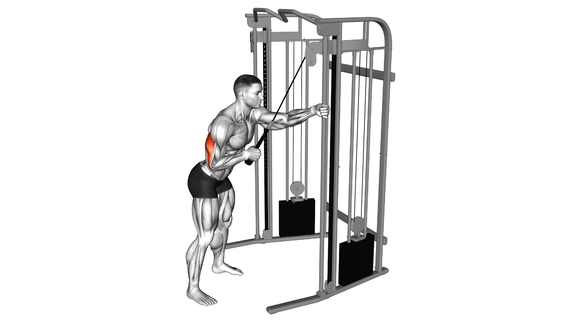 Cable Single Arm Triceps Pushdown (rope attachment exercise demonstration