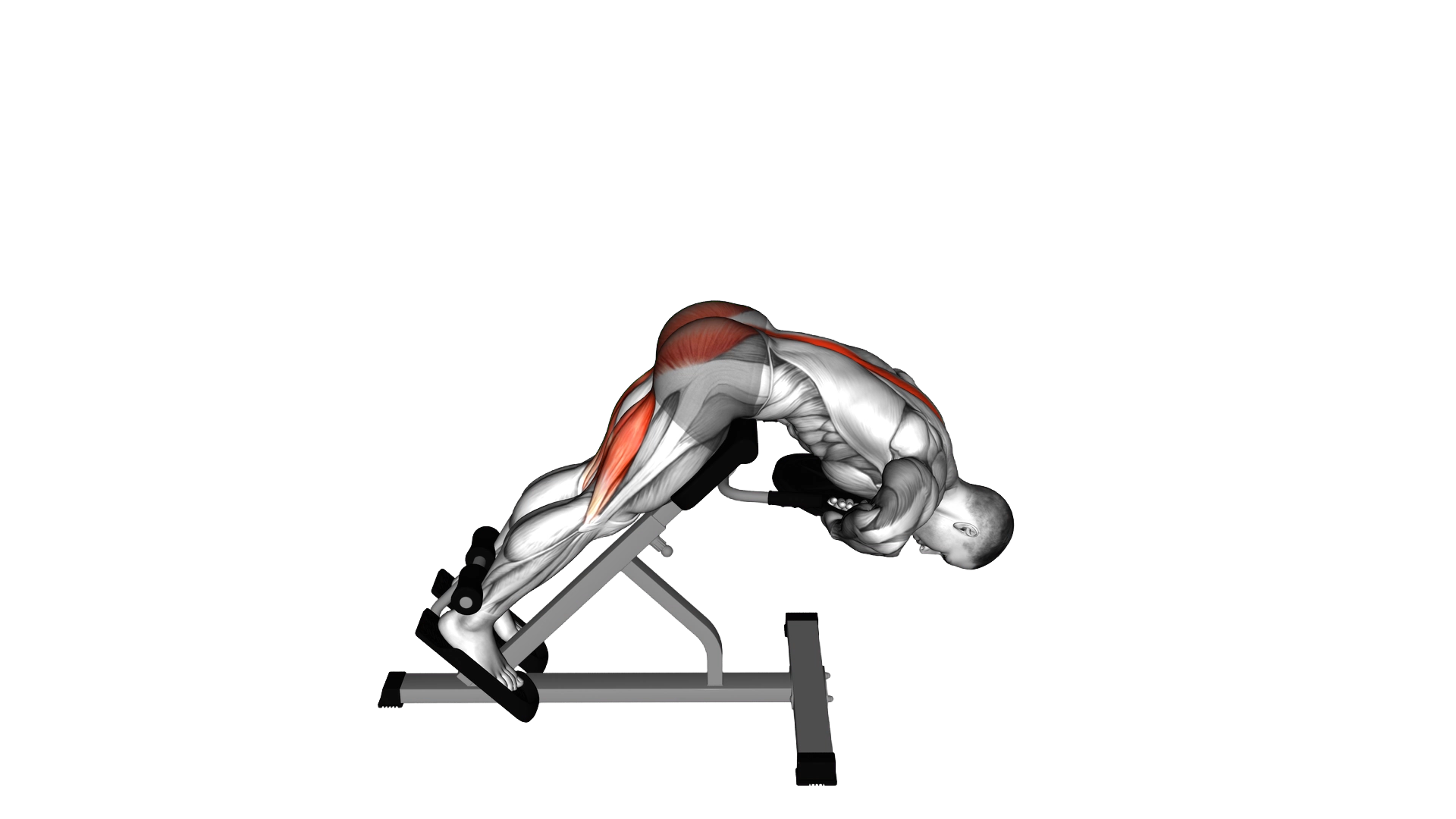 Weighted Hyperextension exercise demonstration
