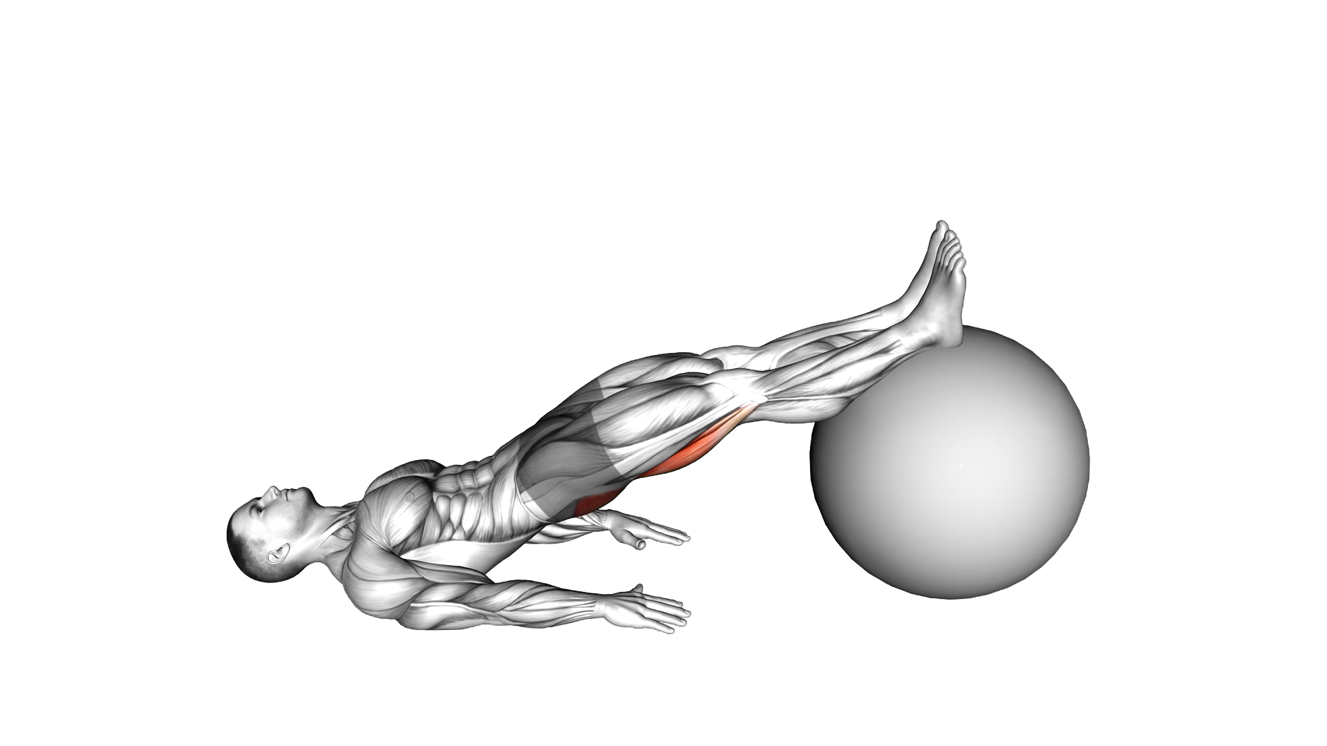 Exercise Ball Leg Curl exercise demonstration