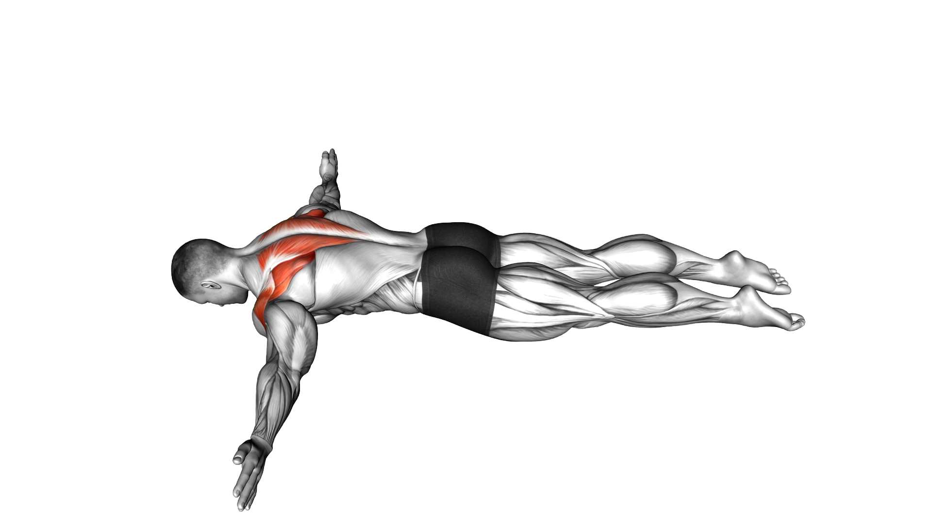 Lying Prone T exercise demonstration