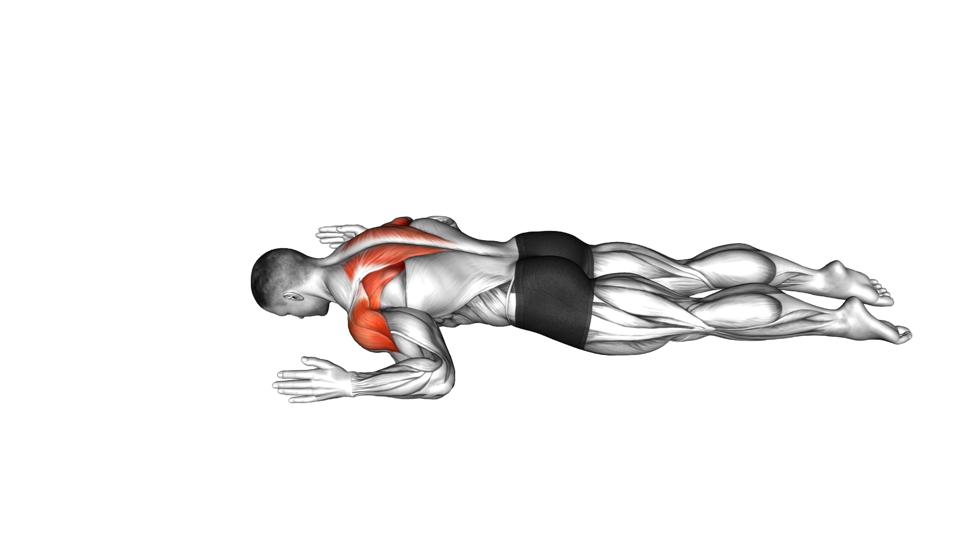 Lying Prone W to Y exercise demonstration