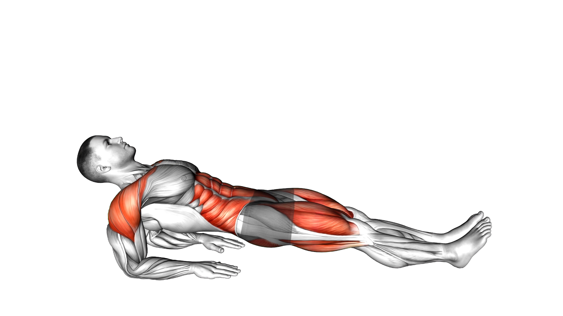 Reverse Plank on Elbows exercise demonstration