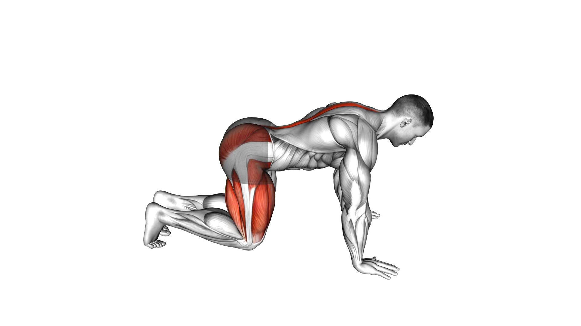 Kneeling Backward Hip Circles exercise demonstration