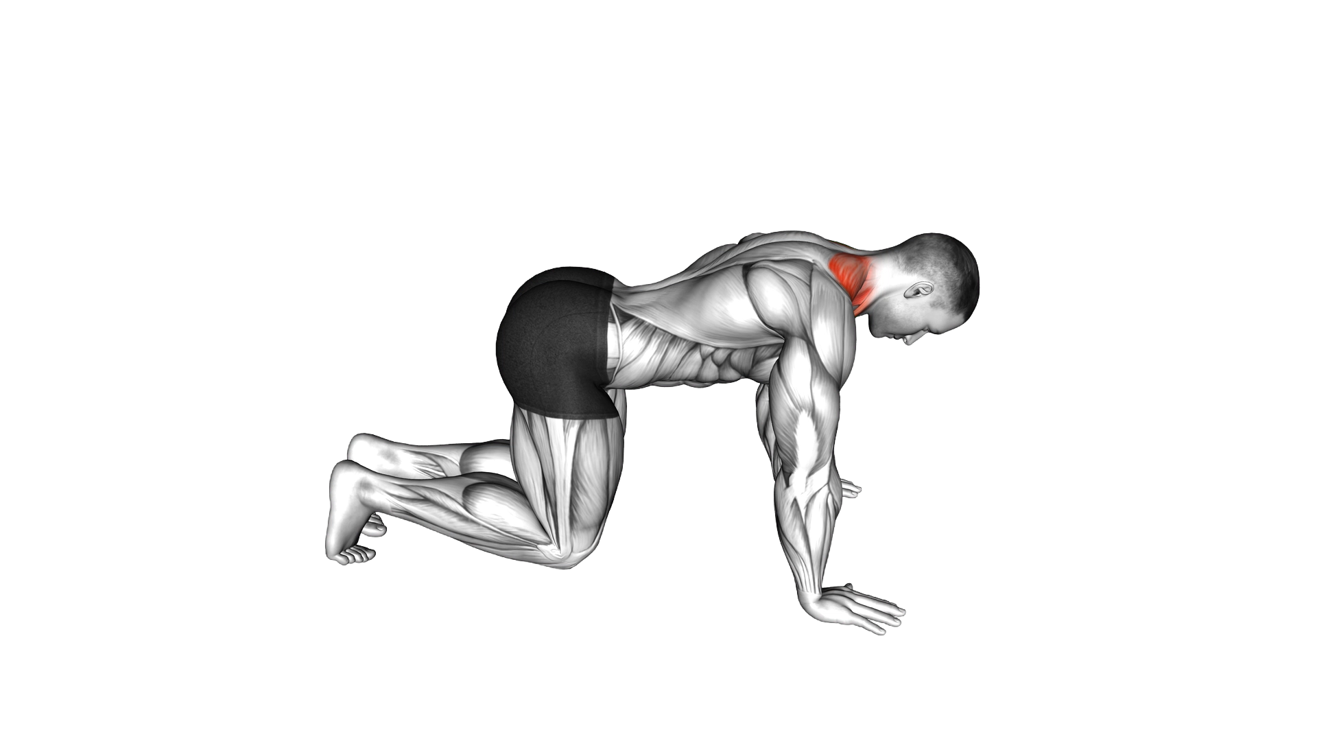 Kneeling Neck Stretch exercise demonstration