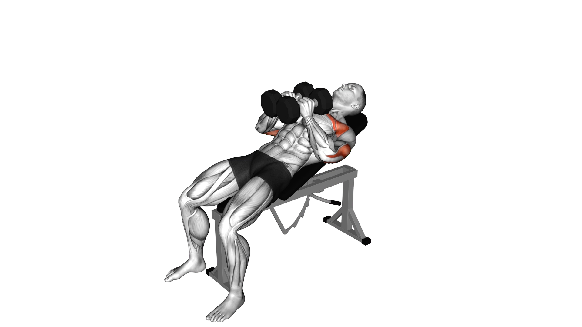 Dumbbell Incline Squeeze Press exercise demonstration