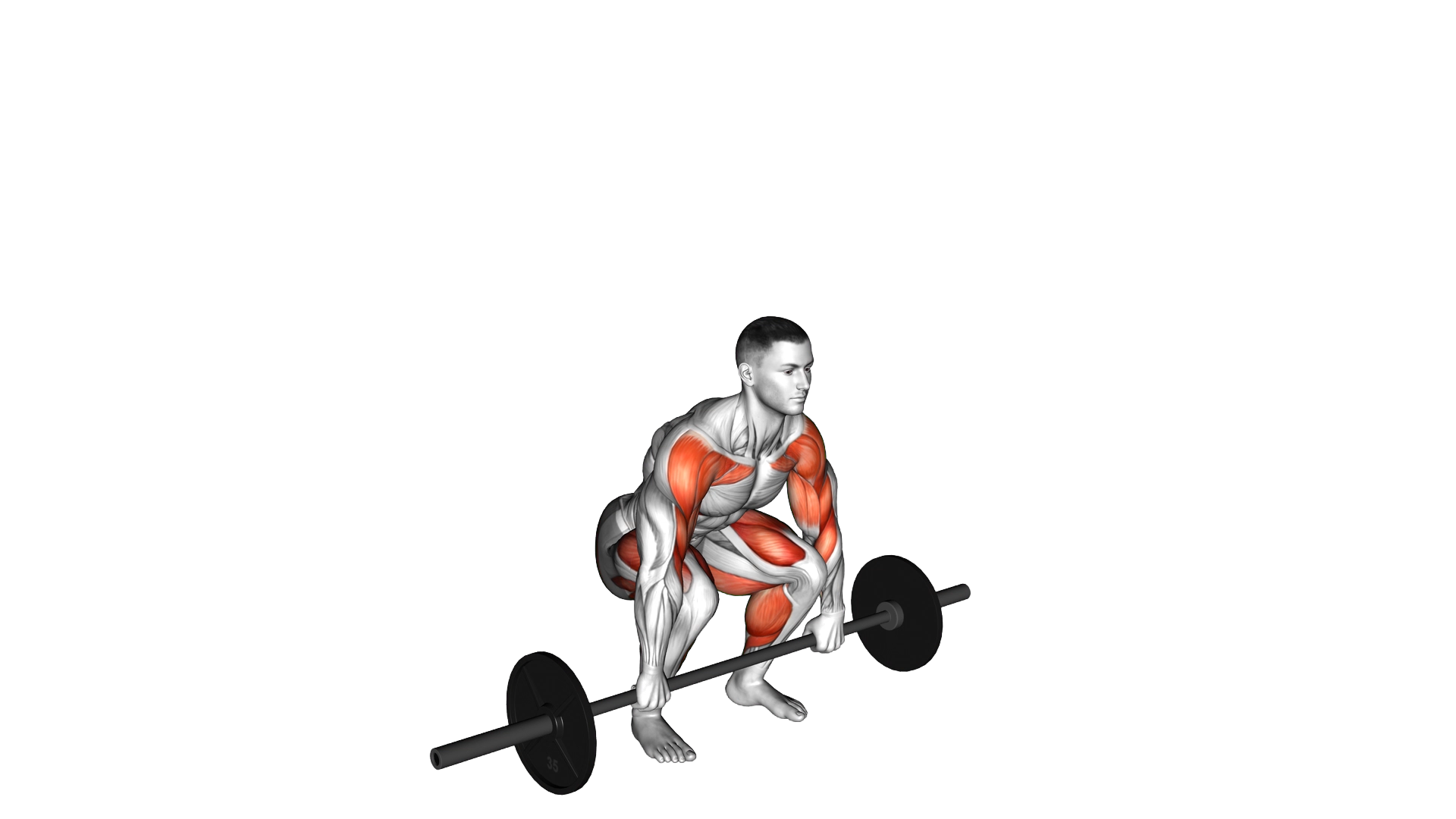 Barbell Muscle Clean exercise demonstration