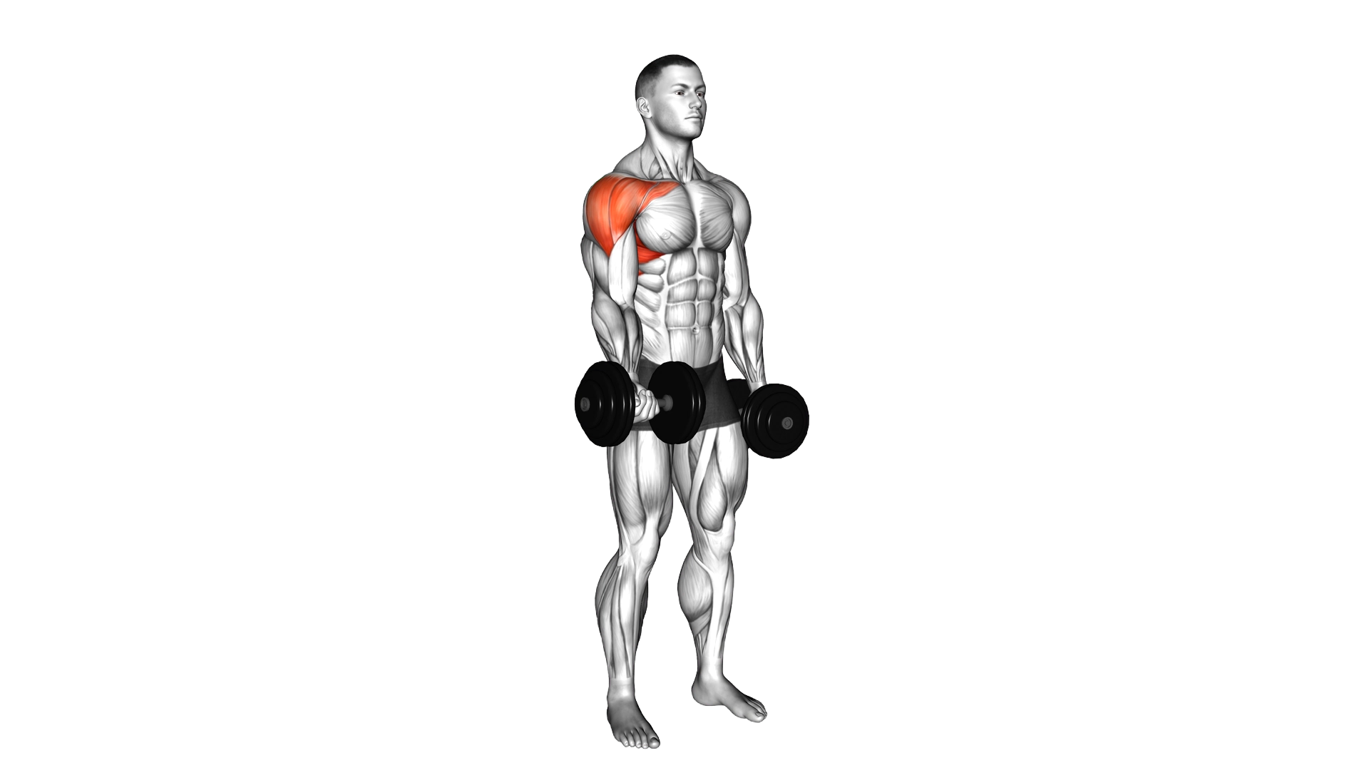 Dumbbell Single Arm Underhand Front Raise exercise demonstration