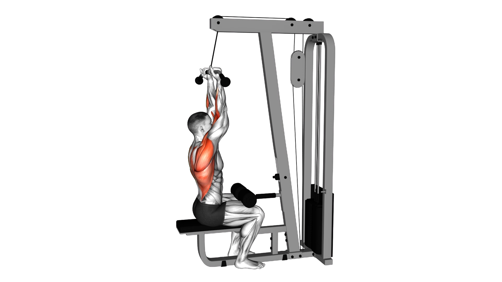 Cable Reverse Grip Pulldown exercise demonstration